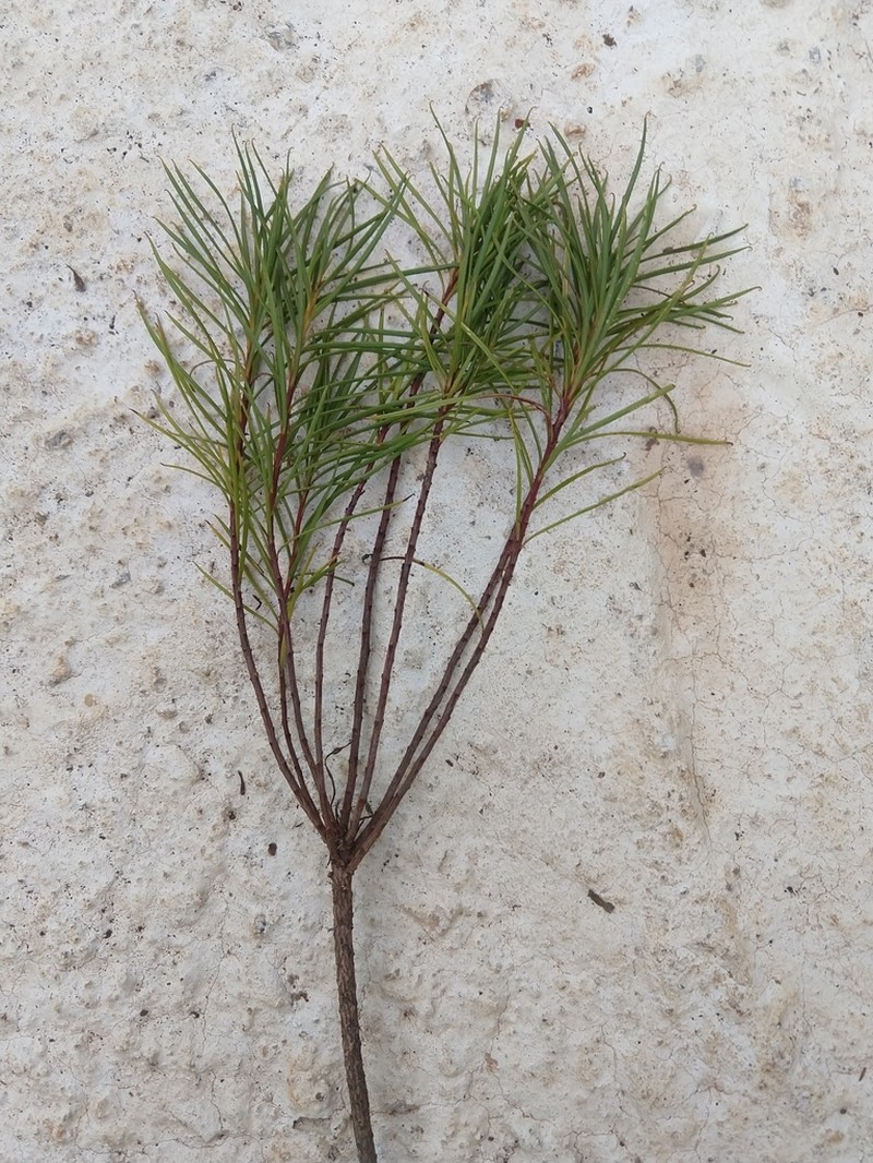 Pseudobrickellia angustissima