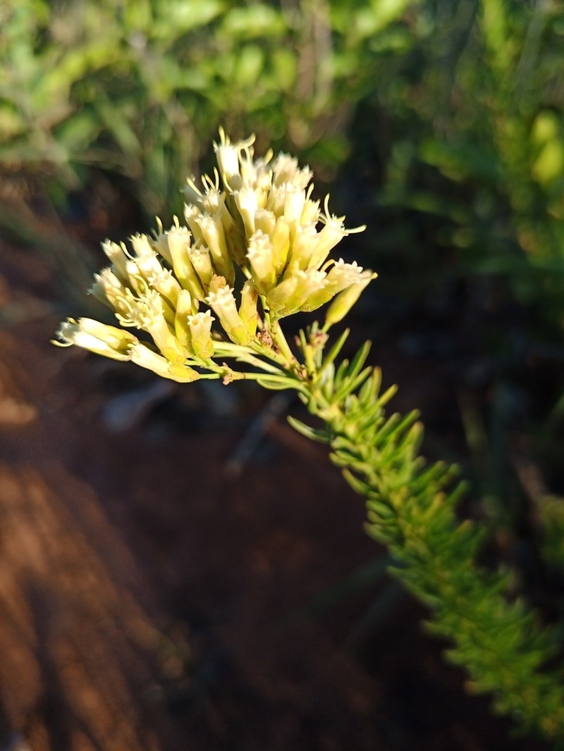 Pseudobrickellia angustissima photo 2