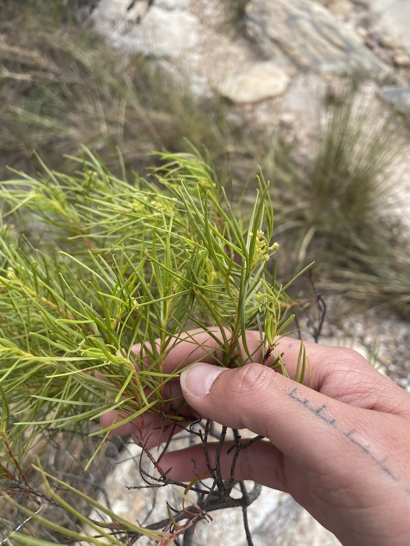 Pseudobrickellia angustissima photo 3