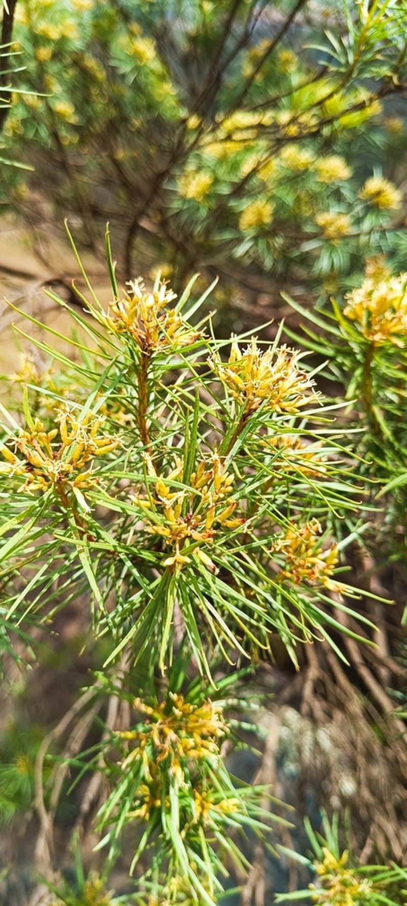 Pseudobrickellia angustissima photo 4