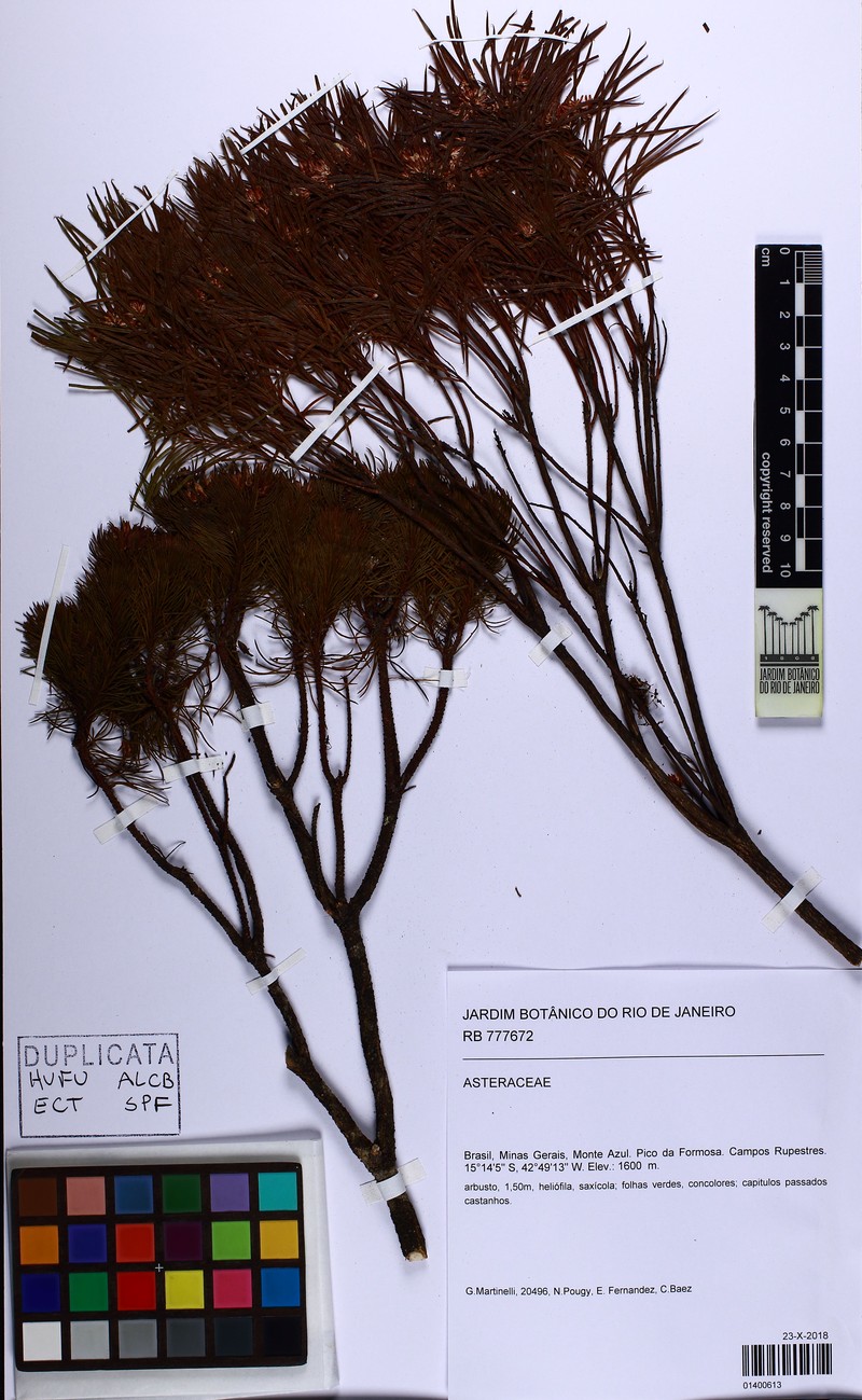 Pseudobrickellia angustissima photo 5