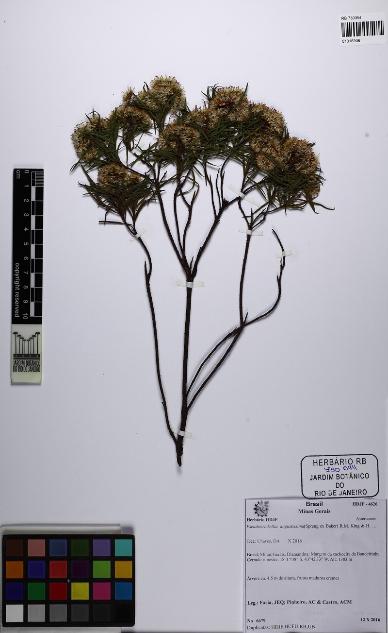 Pseudobrickellia angustissima photo 6
