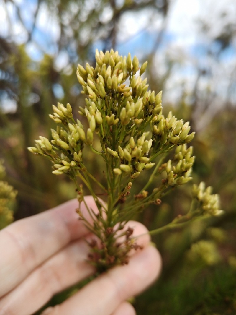 Pseudobrickellia brasiliensis