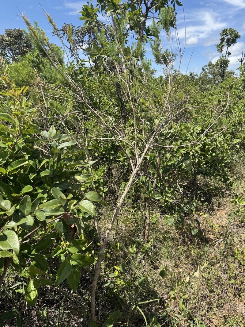 Pseudobrickellia brasiliensis photo 2