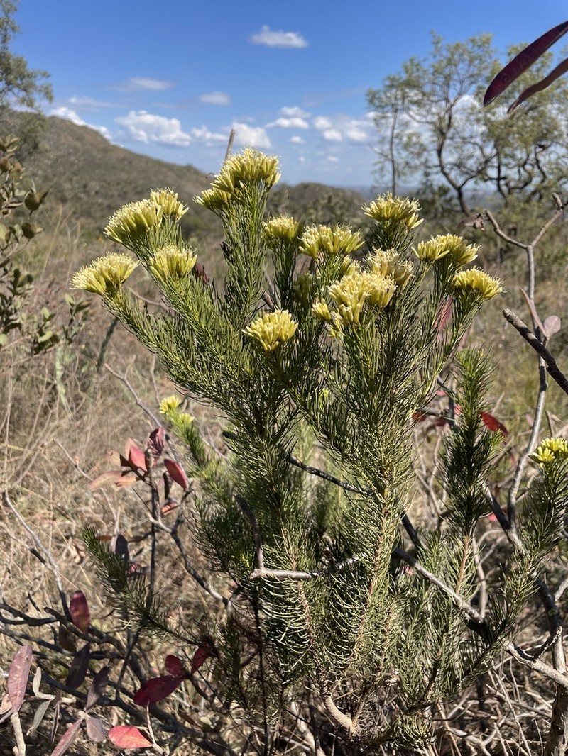 Pseudobrickellia brasiliensis photo 3