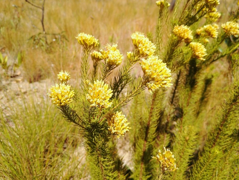 Pseudobrickellia brasiliensis photo 4