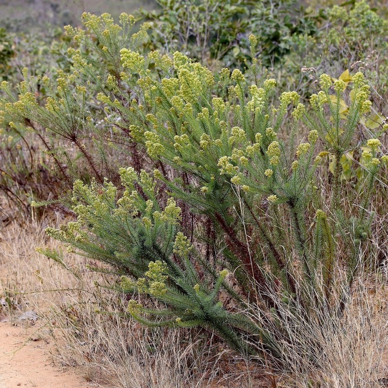 Pseudobrickellia brasiliensis photo 5