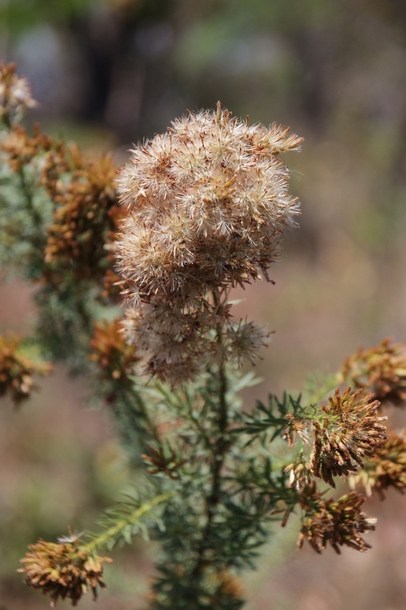 Pseudobrickellia brasiliensis photo 6