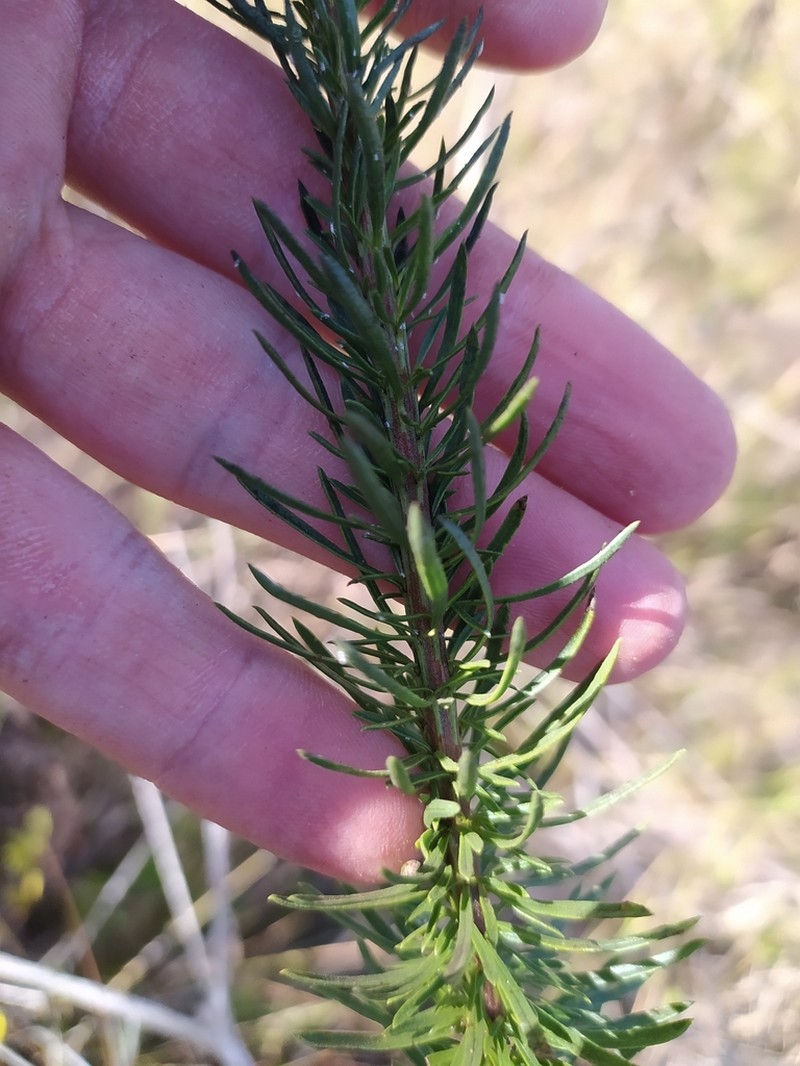 Pseudobrickellia brasiliensis photo 7