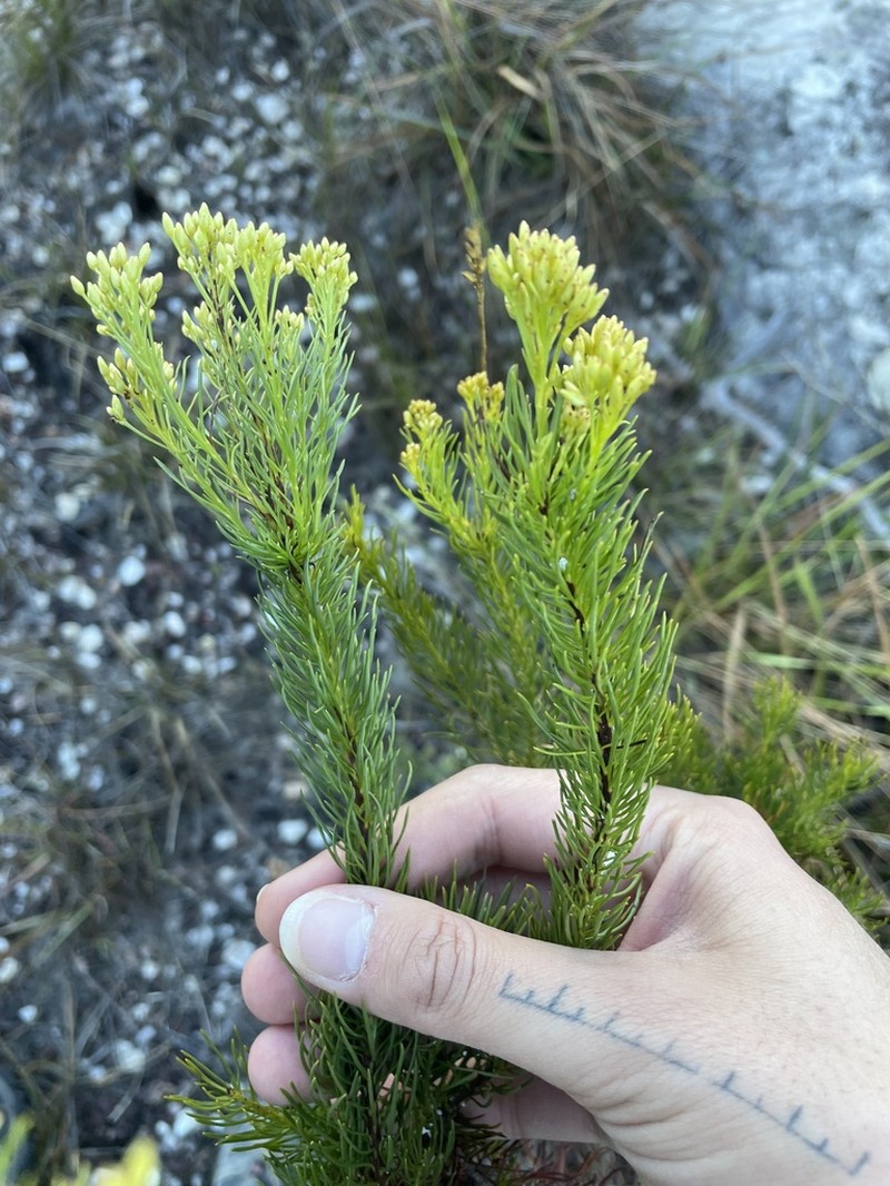 Pseudobrickellia brasiliensis photo 8