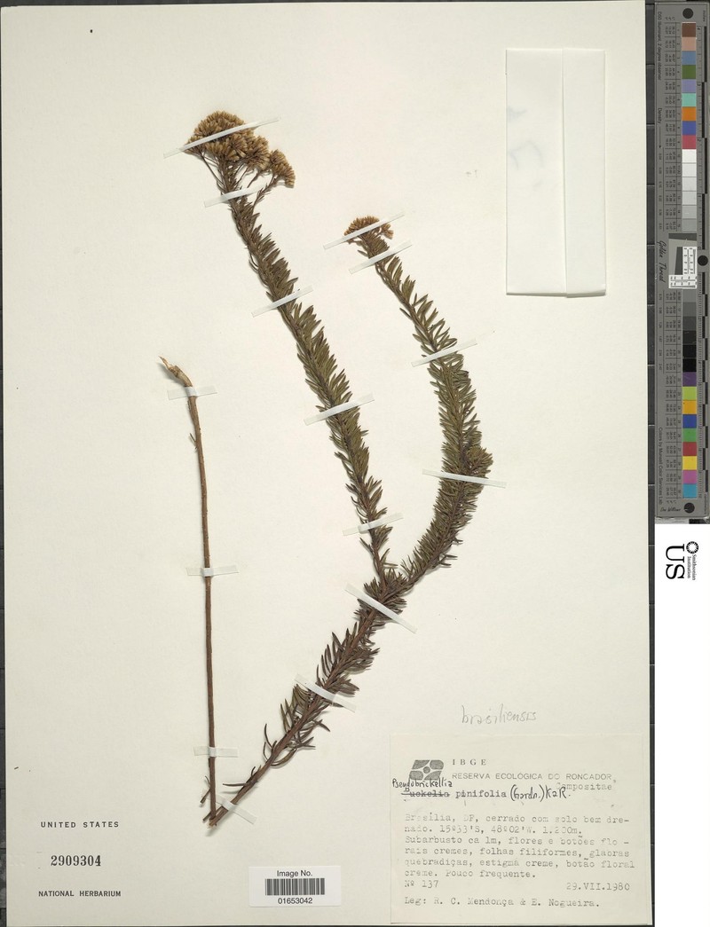 Pseudobrickellia irwinii