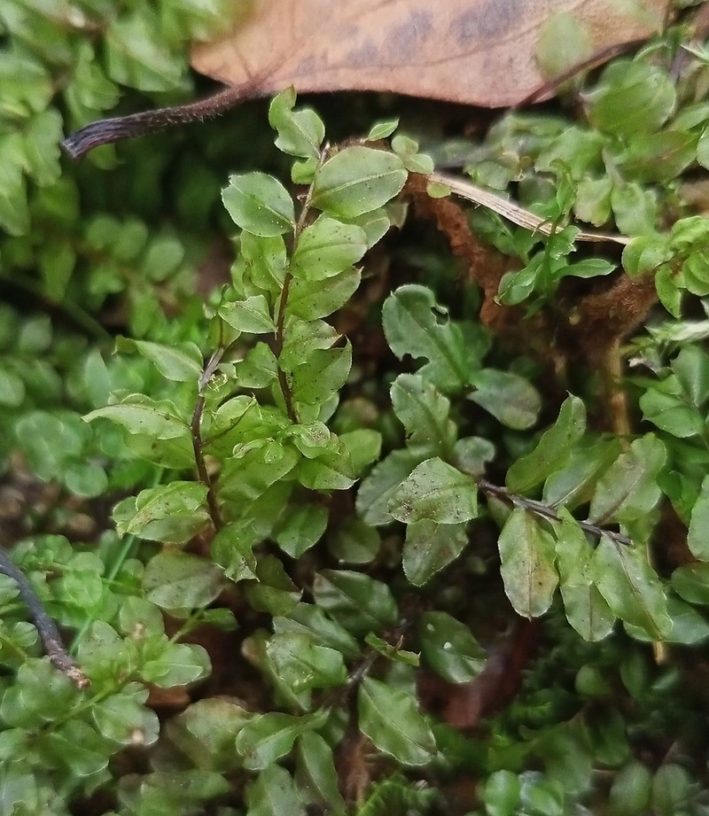 Pseudobryum Moss