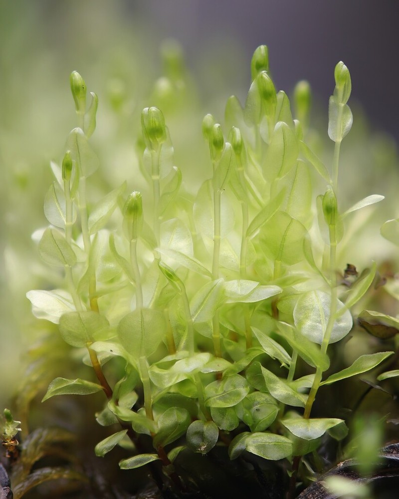 Pseudobryum Moss photo 3