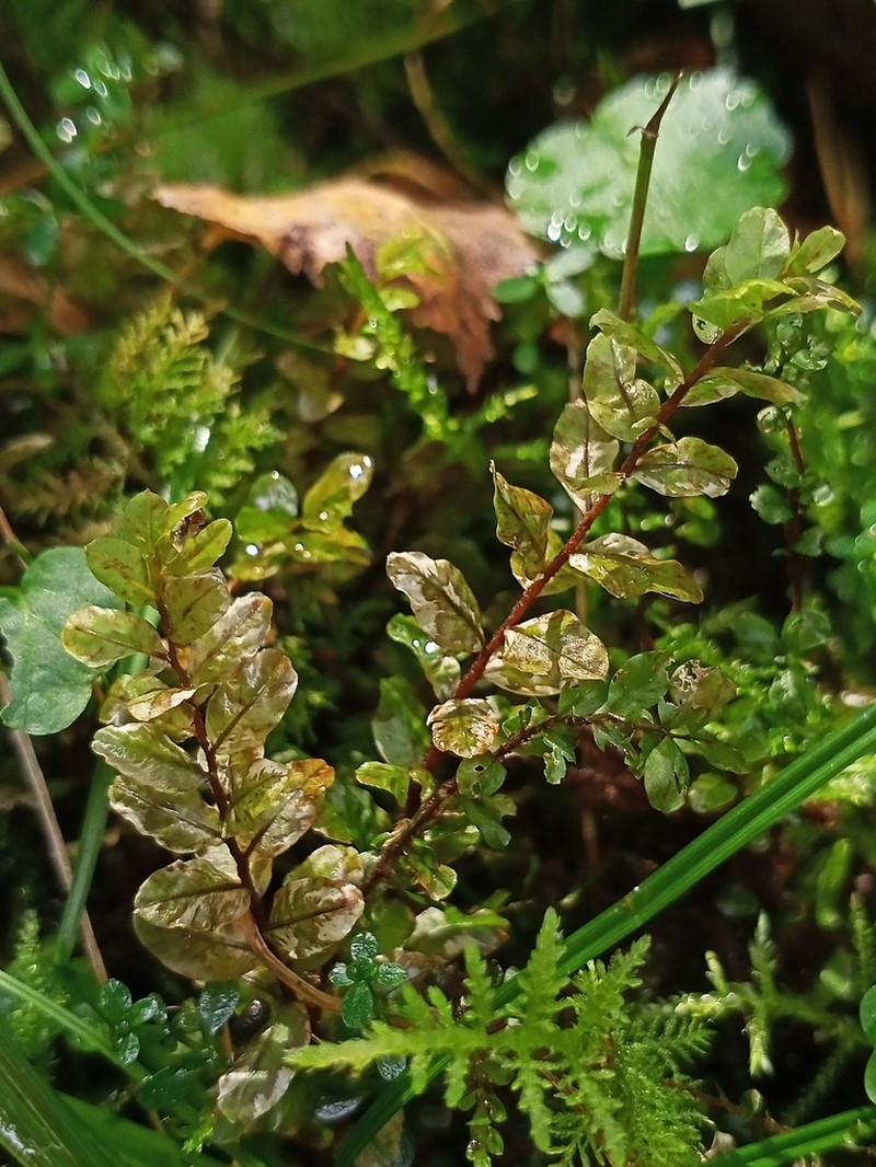 Pseudobryum Moss photo 4