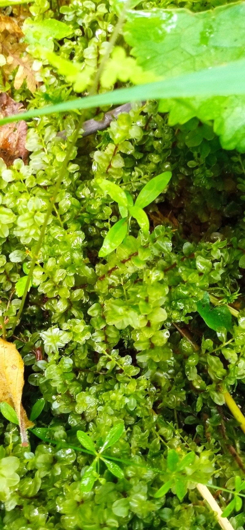 Pseudobryum Moss photo 5