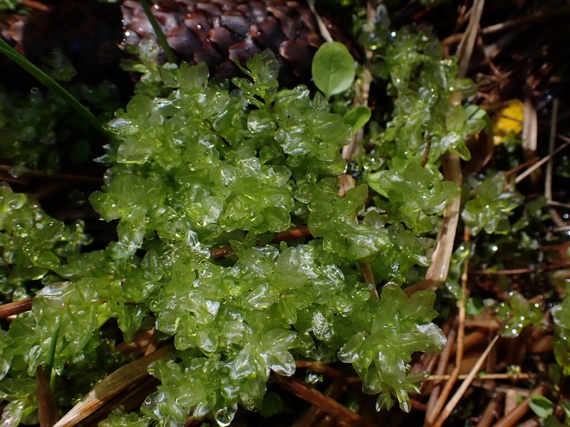 Pseudobryum Moss photo 6