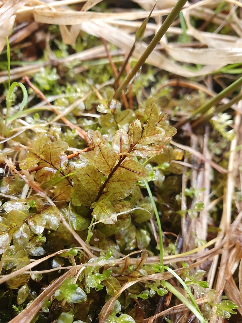 Pseudobryum Moss photo 7