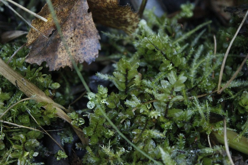 Pseudobryum Moss photo 8