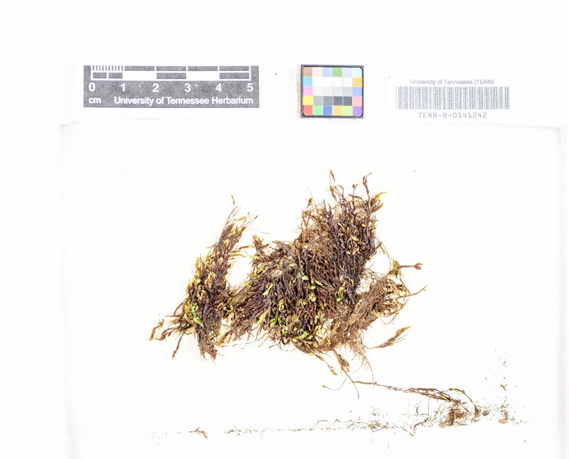 Pseudocalliergon Moss