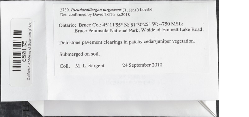 Pseudocalliergon Moss photo 2