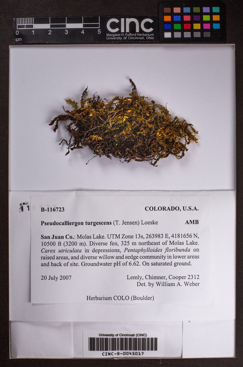 Pseudocalliergon Moss photo 4
