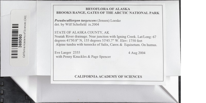 Pseudocalliergon Moss photo 6