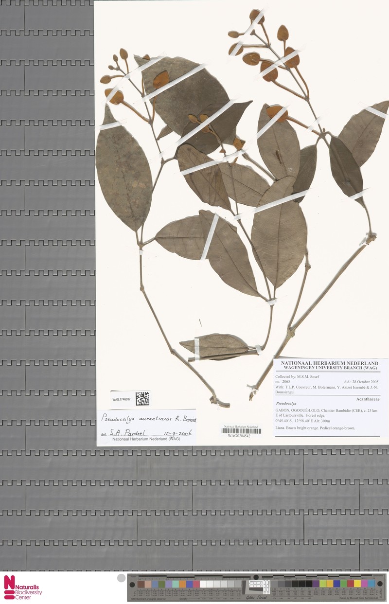 Pseudocalyx aurantiacus