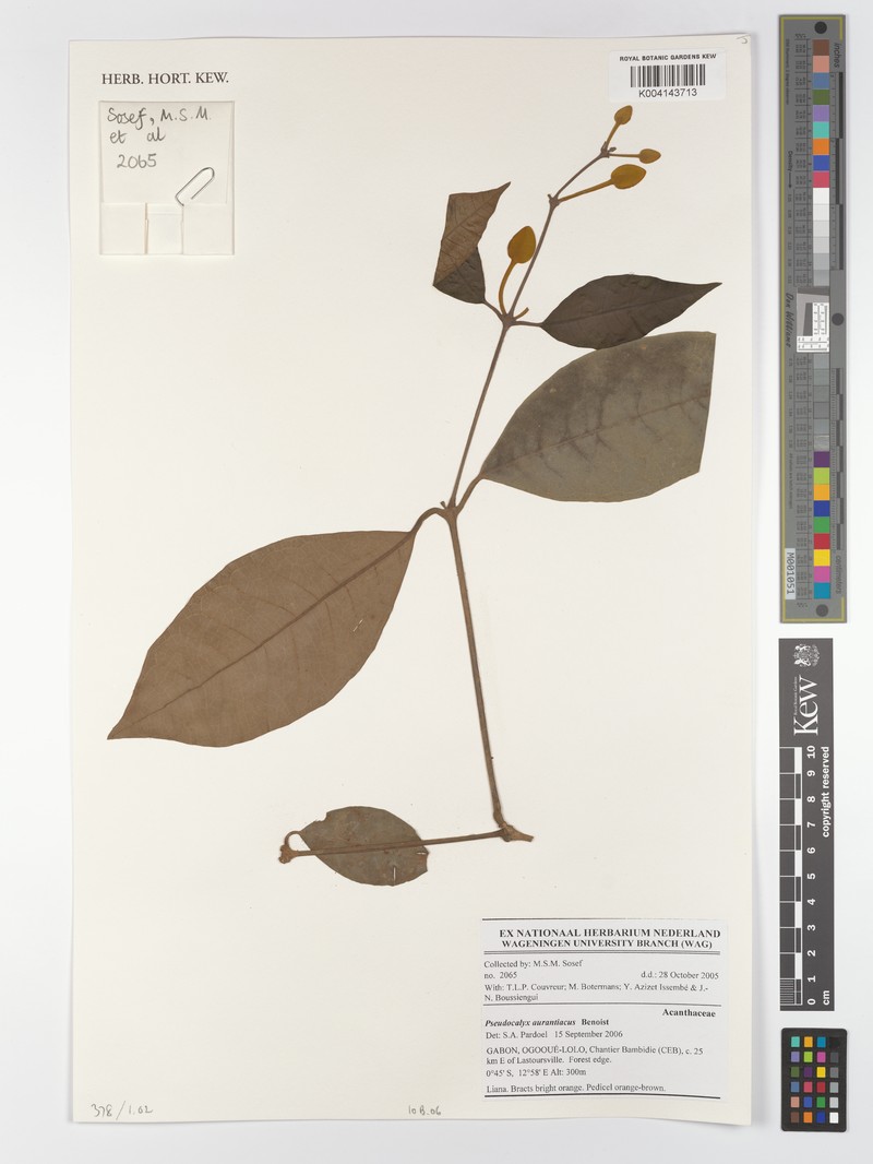 Pseudocalyx aurantiacus photo 2
