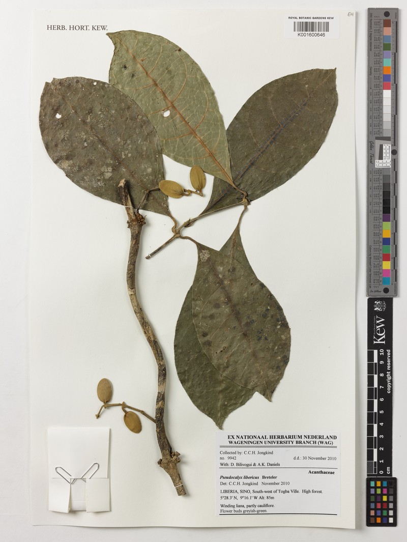 Pseudocalyx libericus photo 4