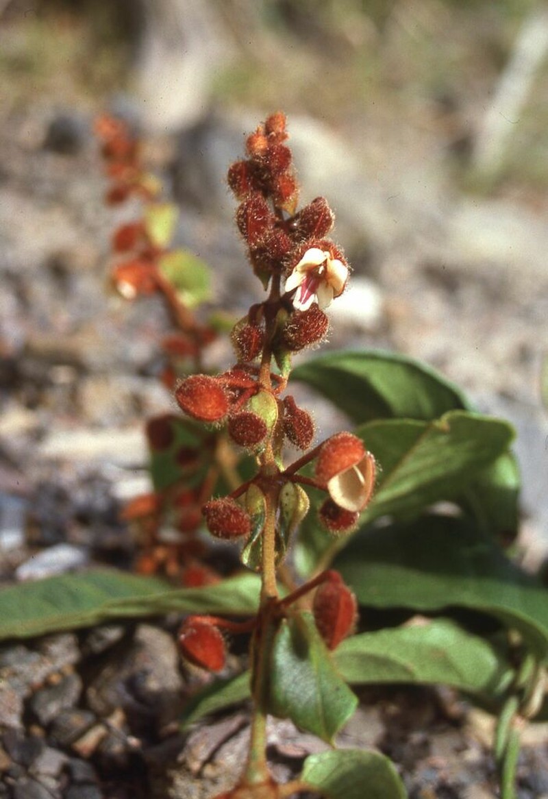 Pseudocalyx macrophyllus