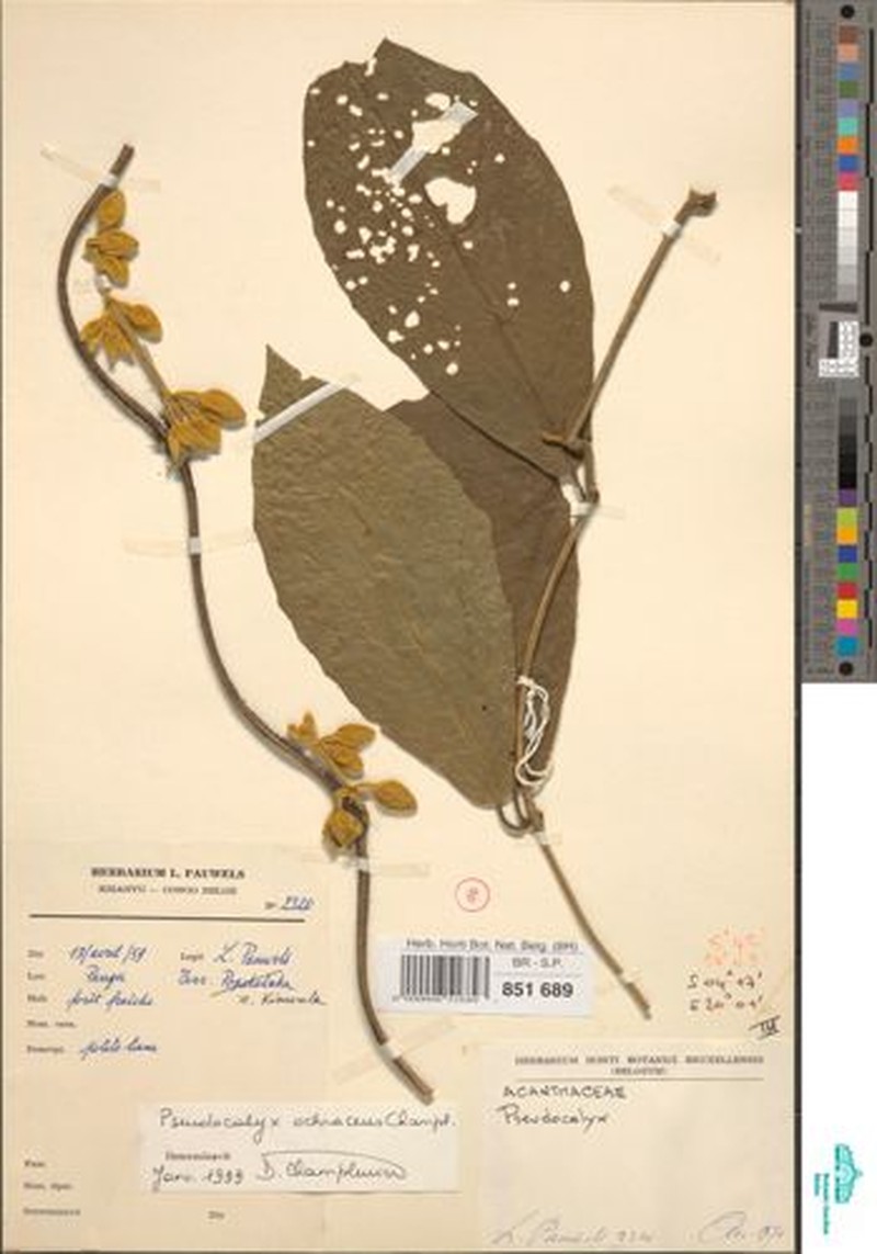 Pseudocalyx ochraceus