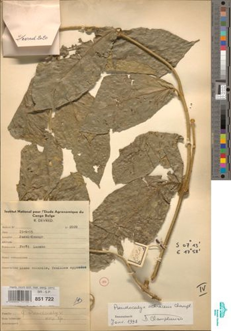 Pseudocalyx ochraceus photo 2