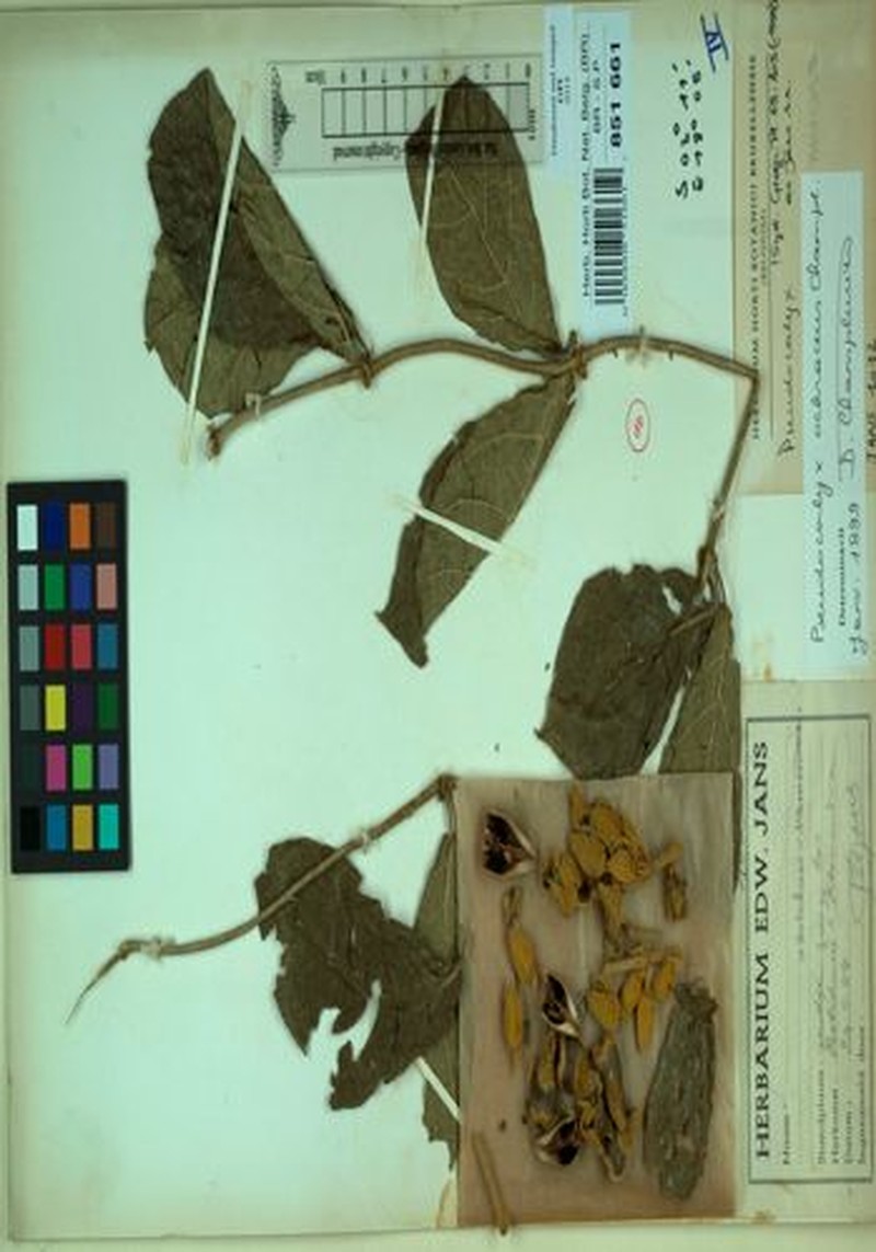 Pseudocalyx ochraceus photo 3