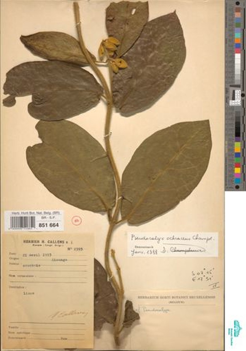 Pseudocalyx ochraceus photo 4