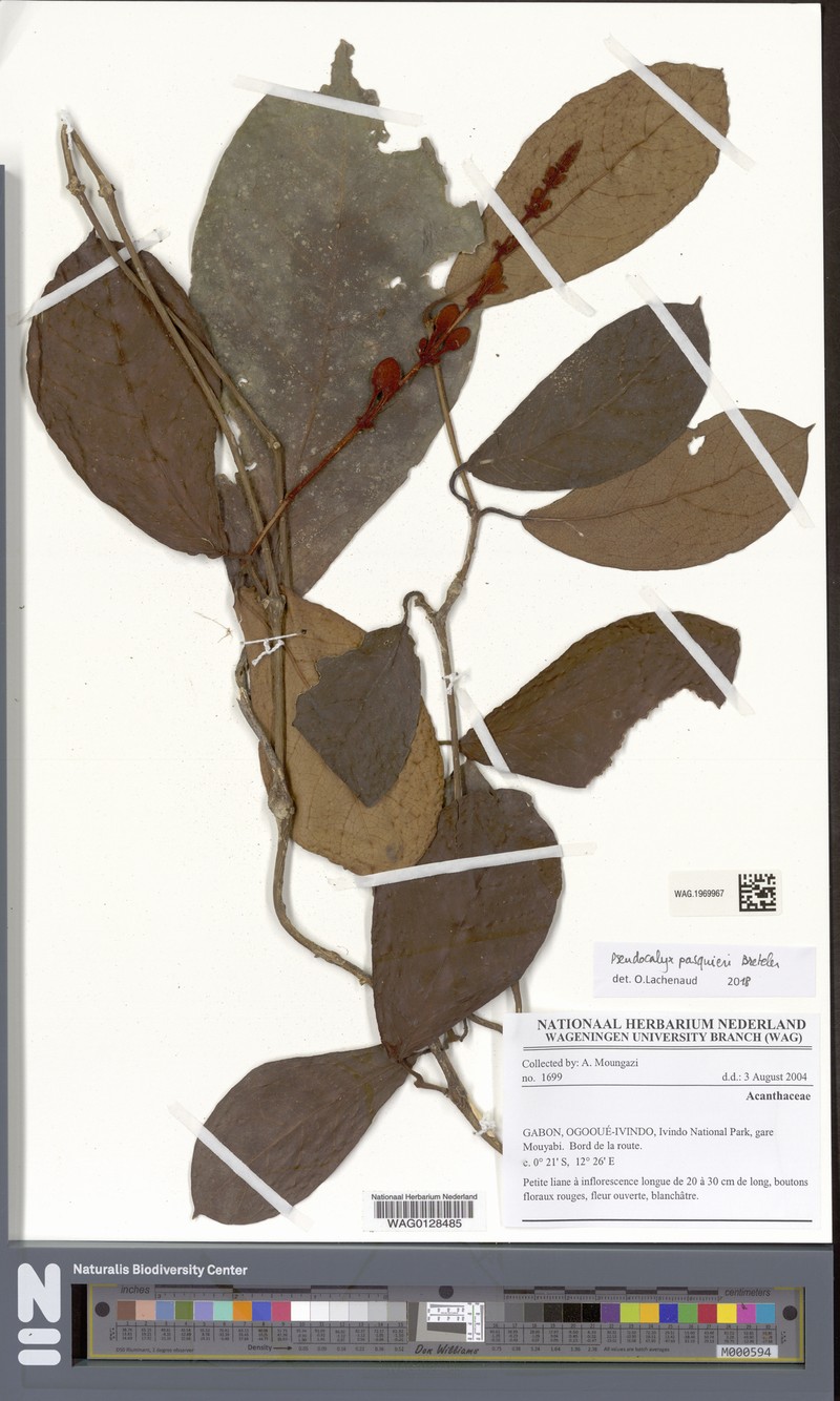 Pseudocalyx pasquierorum
