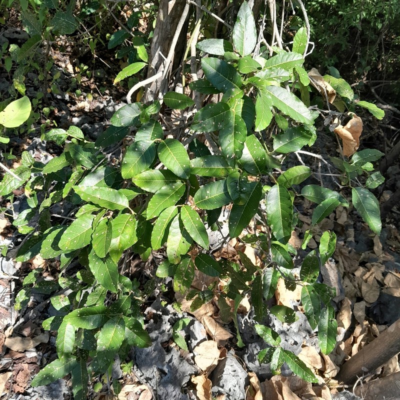 Pseudocalyx saccatus