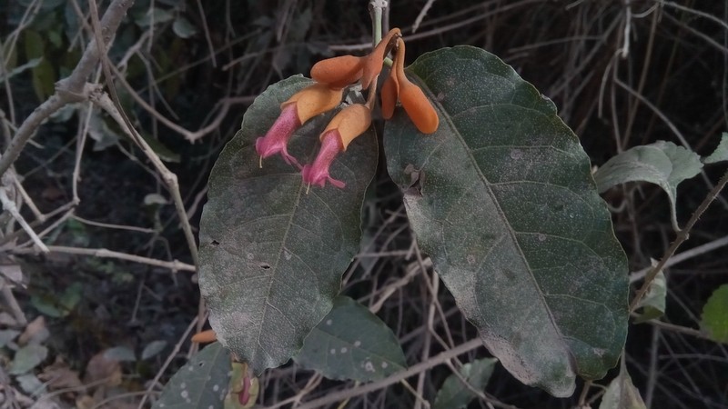 Pseudocalyx saccatus photo 2
