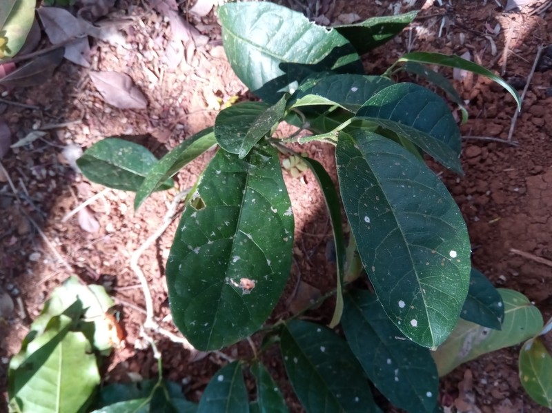 Pseudocalyx saccatus photo 3