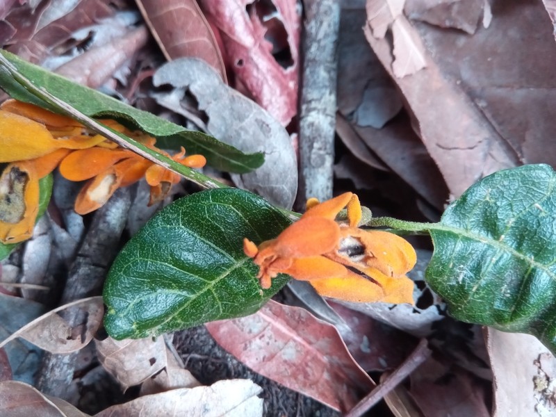 Pseudocalyx saccatus photo 5