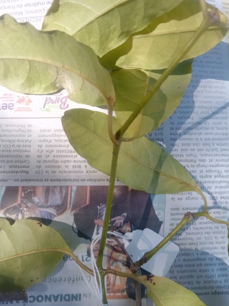 Pseudocalyx saccatus photo 6