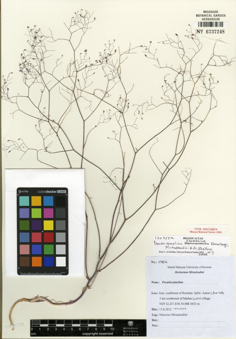 Pseudocamelina kermanica