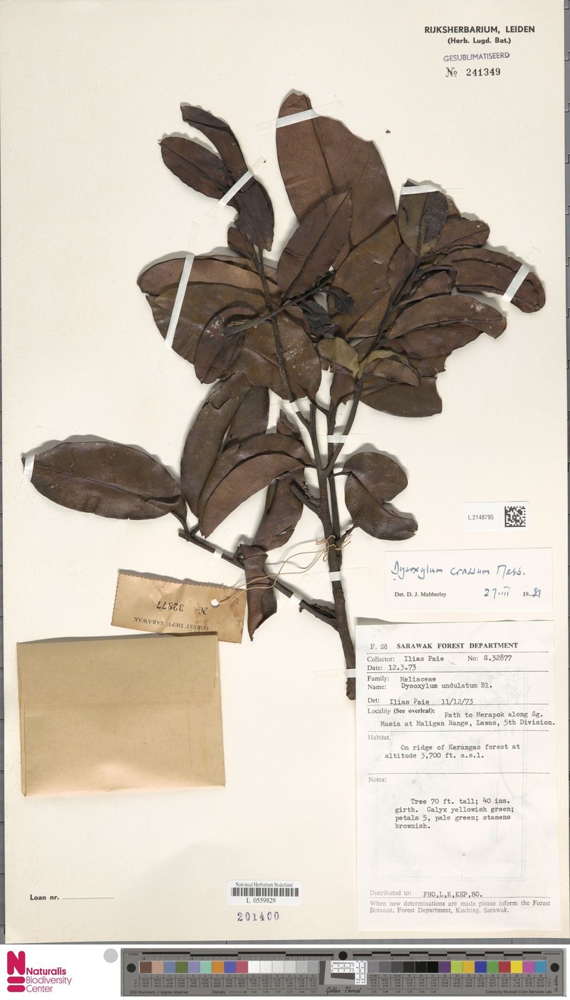Pseudocarapa crassa
