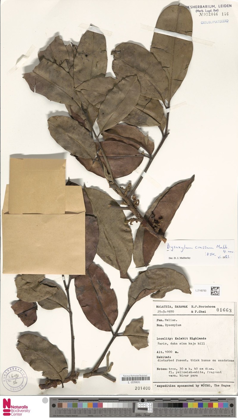 Pseudocarapa crassa photo 2