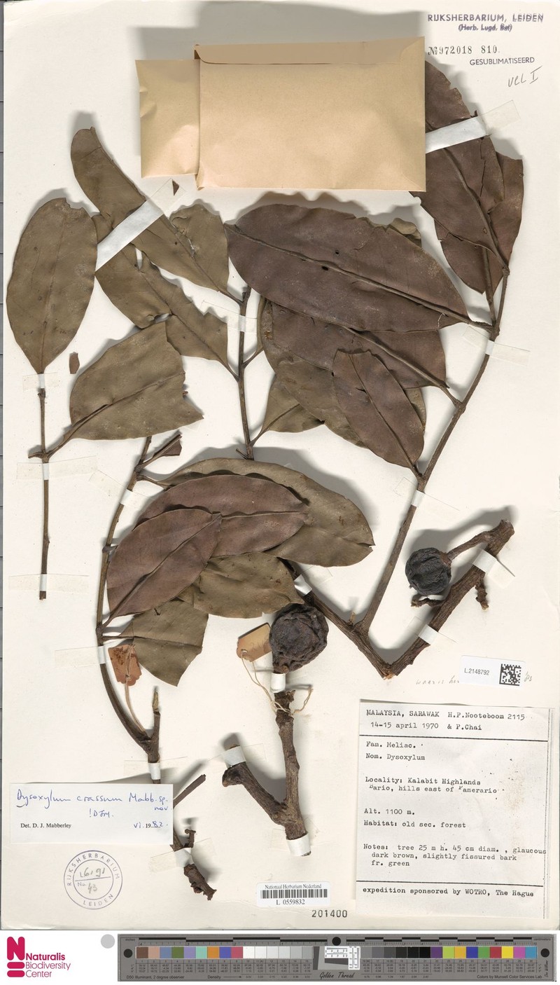 Pseudocarapa crassa photo 3