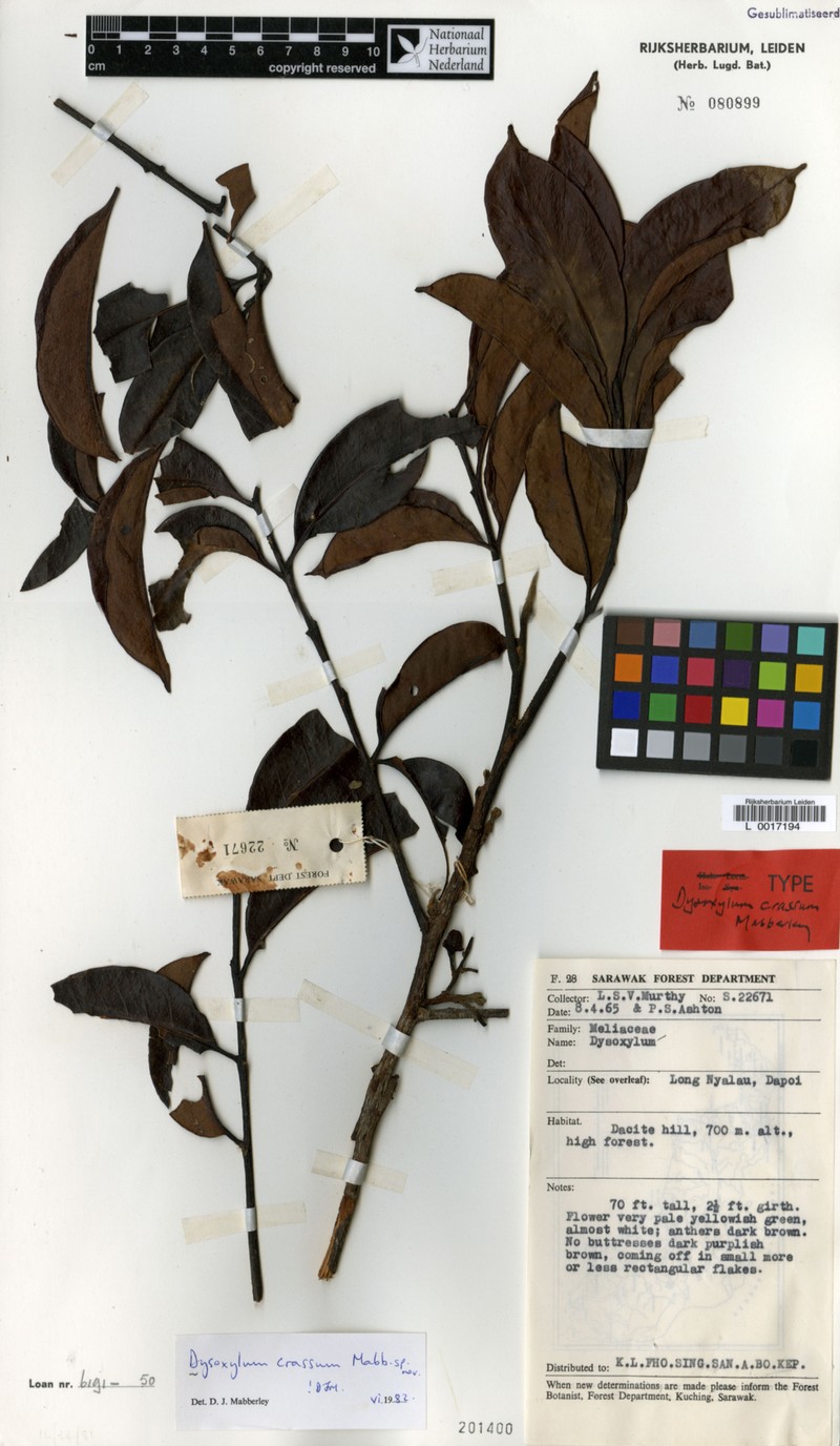 Pseudocarapa crassa photo 4