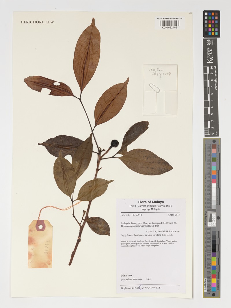 Pseudocarapa dumosa