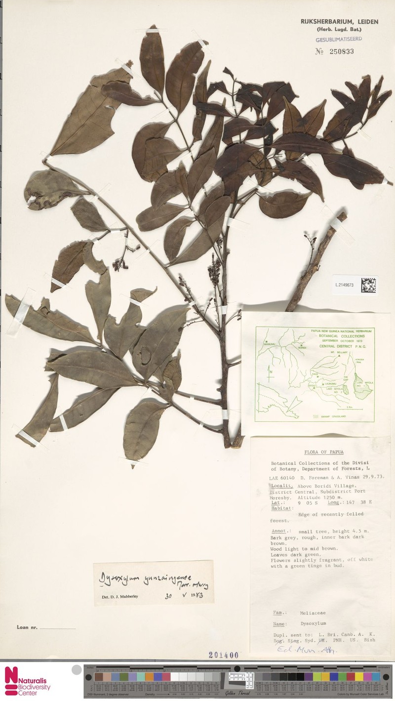 Pseudocarapa yunzaingensis