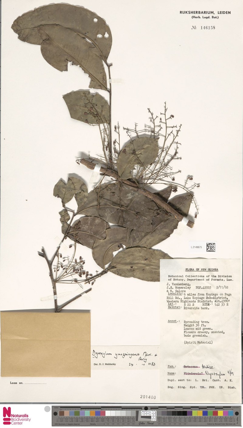 Pseudocarapa yunzaingensis photo 2