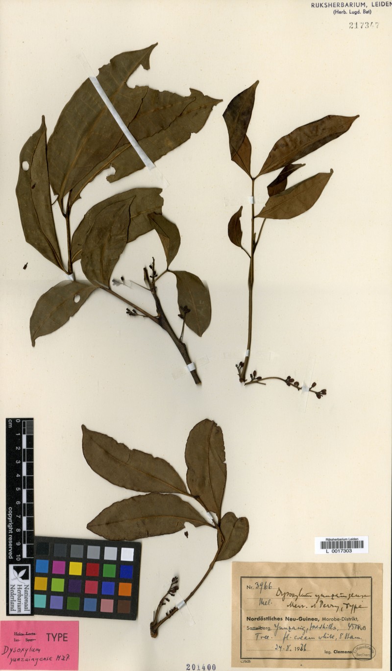 Pseudocarapa yunzaingensis photo 3