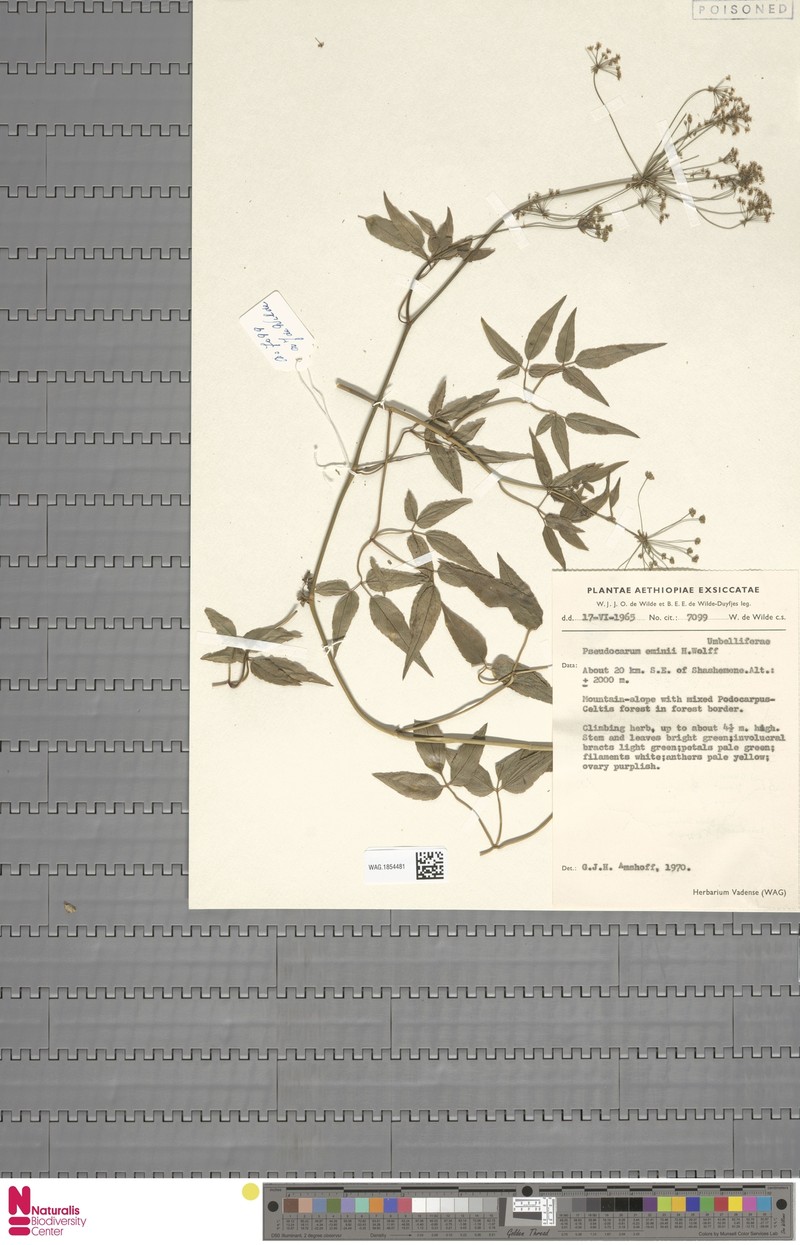 Pseudocarum eminii